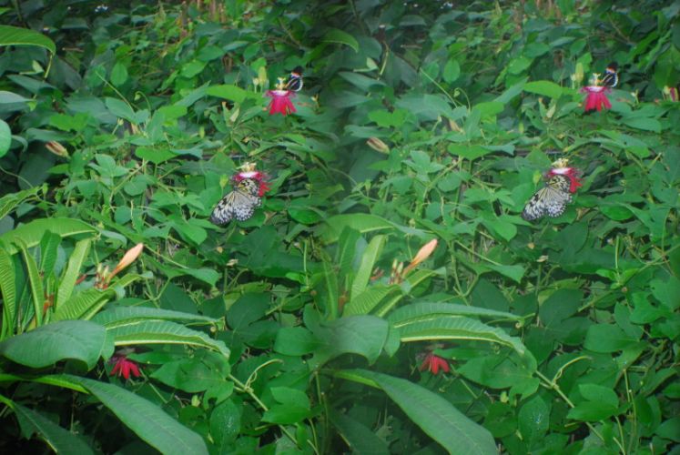 Insel Mainau, 3D, Schmetterlinge und Büsche