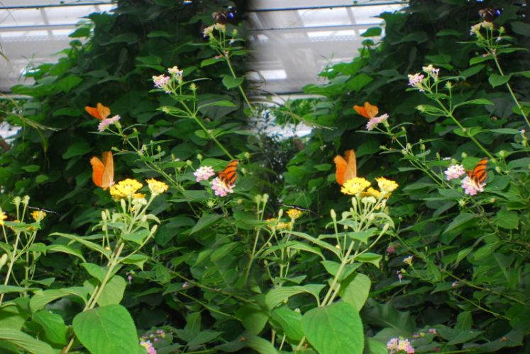 Insel Mainau, 3D, Gruppe Schmetterlinge