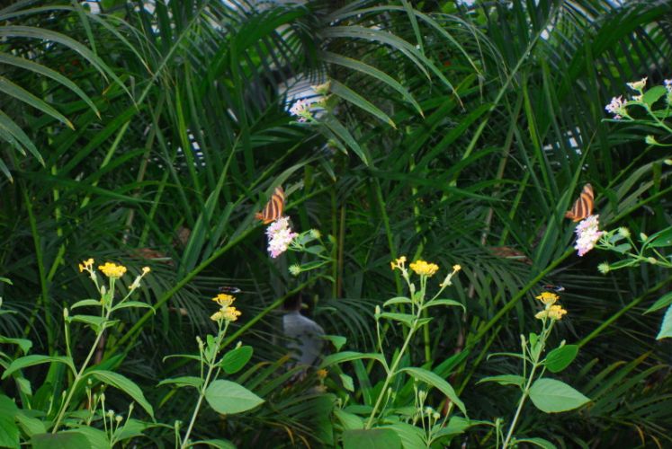 Insel Mainau, 3D, gestreifter Schmetterling und rosa Blüte