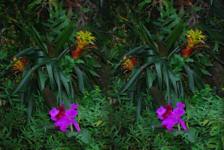 Insel Mainau, 3D, Junge Palme und violette Blüte