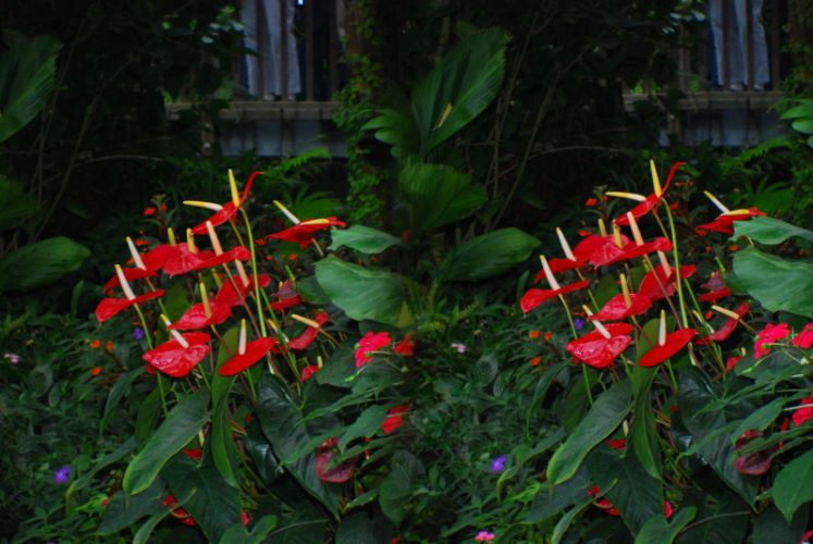 Insel Mainau, 3D, rote Blüten