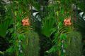 Insel Mainau, 3D, Orchideen und Schlingpflanzen