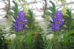 Insel Mainau, 3D, Orchidee