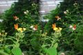 Insel Mainau, 3D, Gruppe Schmetterlinge